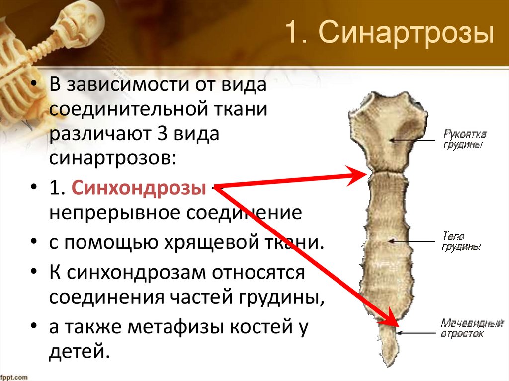 1. Синартрозы