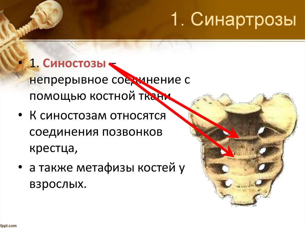 1. Синартрозы