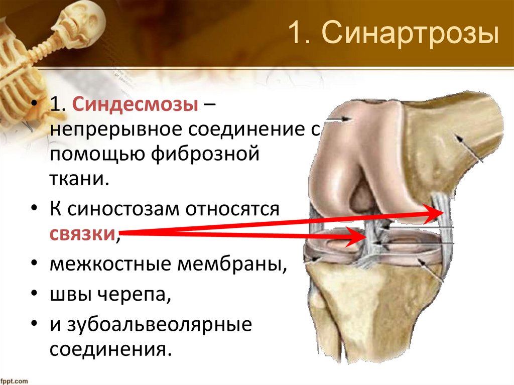 1. Синартрозы