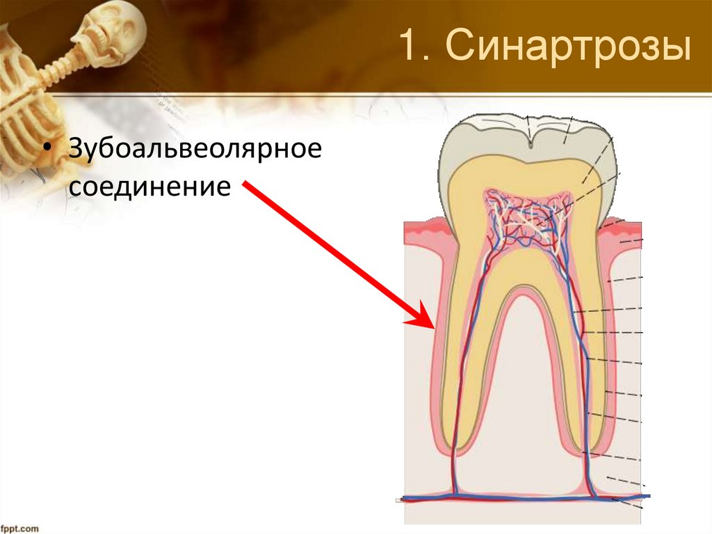 1. Синартрозы