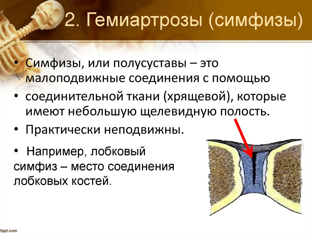 2. Гемиартрозы (симфизы)