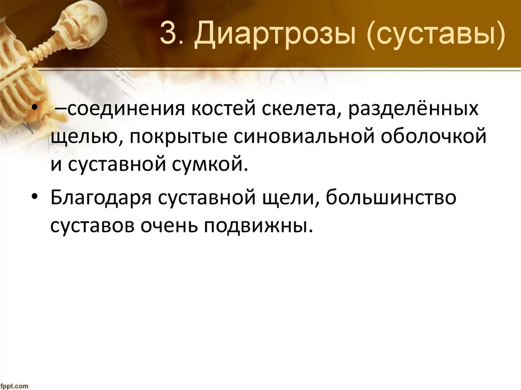 3. Диартрозы (суставы)