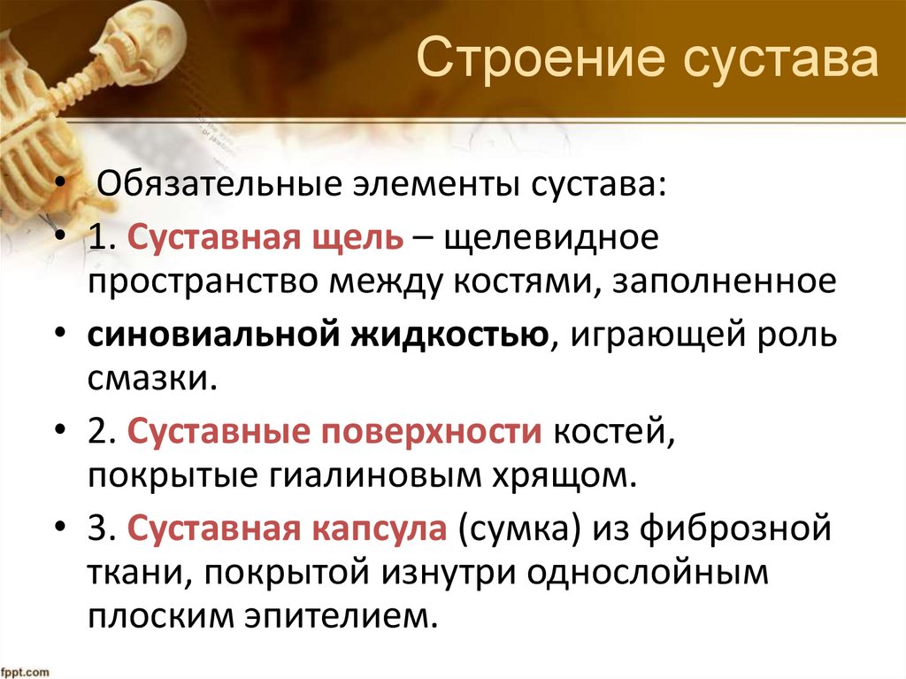 Строение сустава