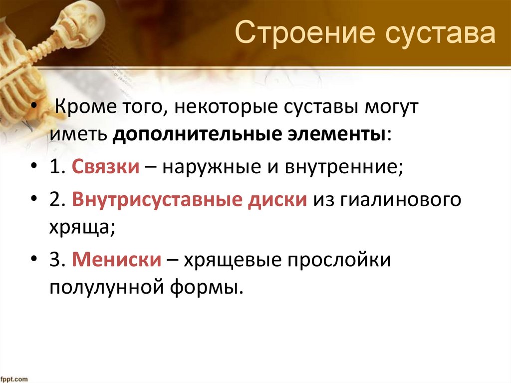 Строение сустава