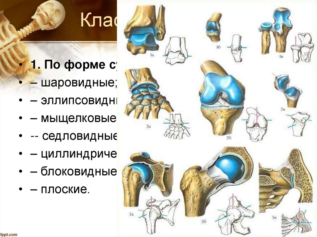 Классификация суставов