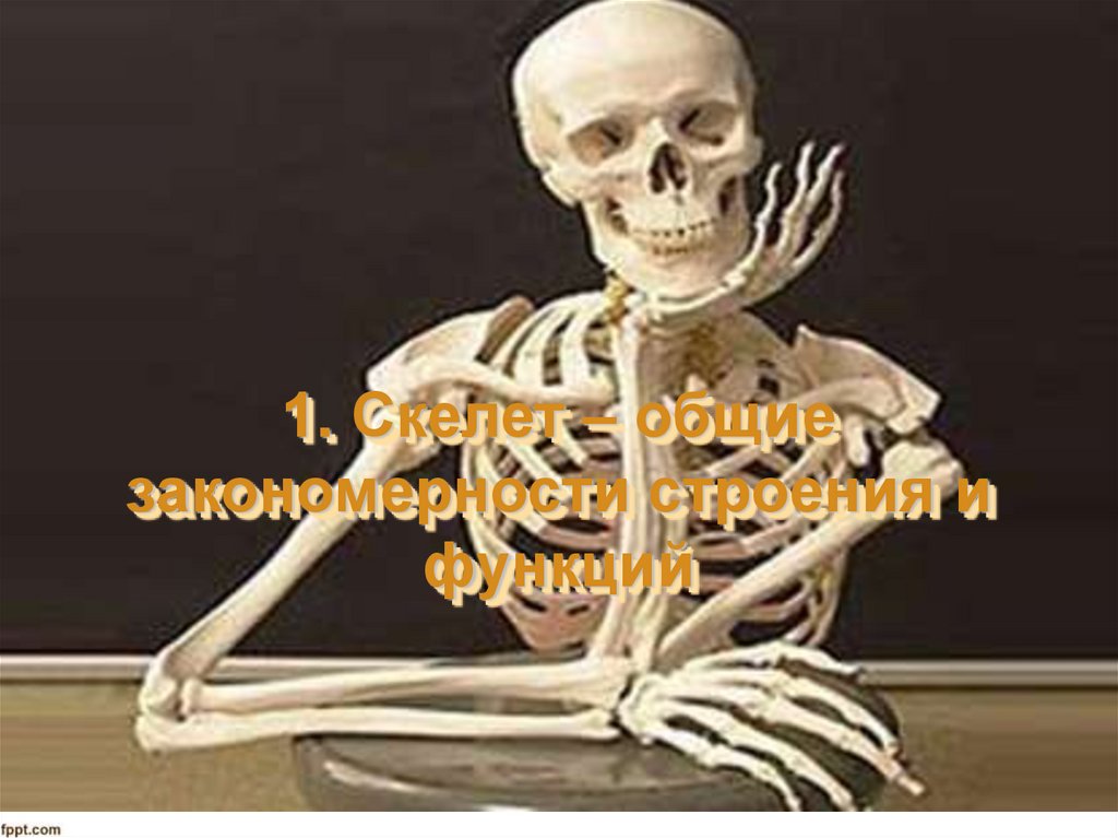1. Скелет – общие закономерности строения и функций