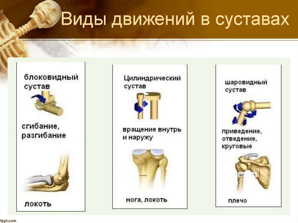 Виды движений в суставах