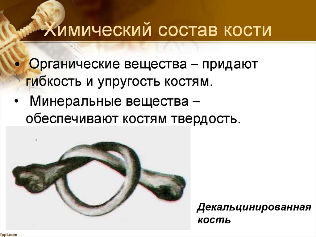 Химический состав кости