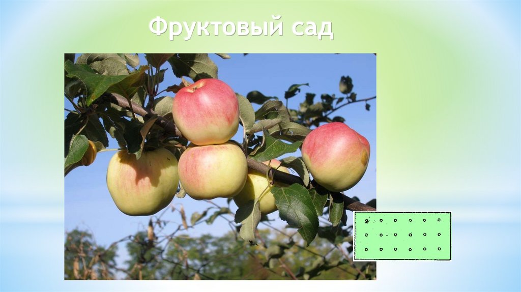 Фруктовый сад