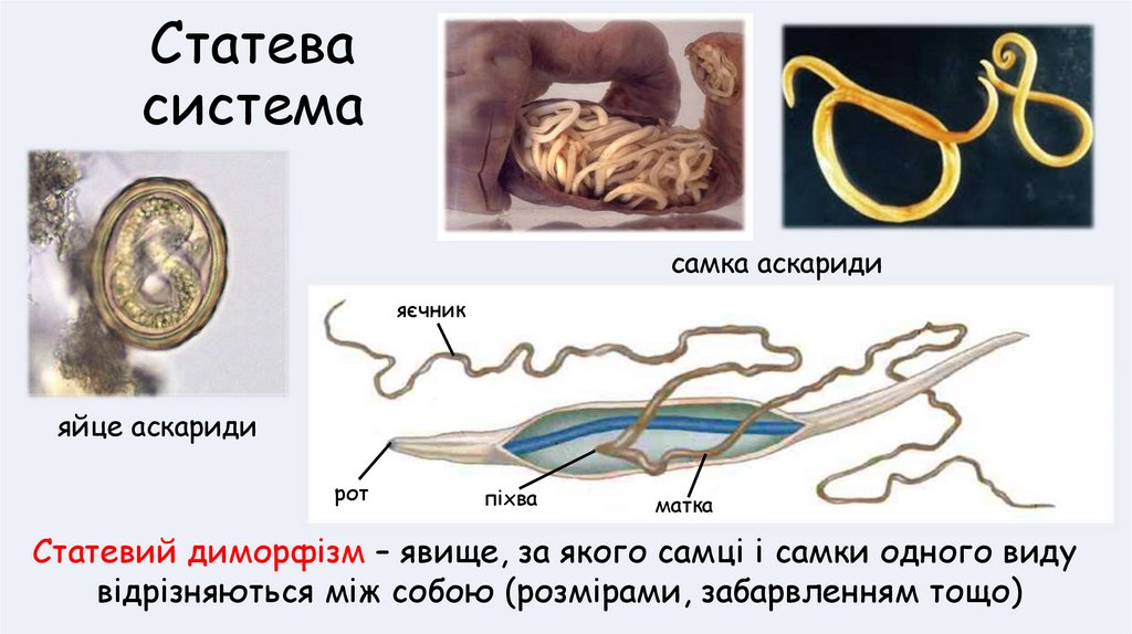 Статева система