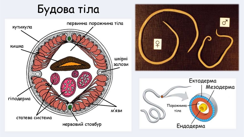 Будова тіла