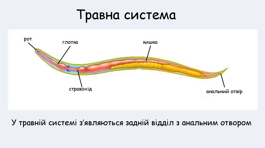 Травна система