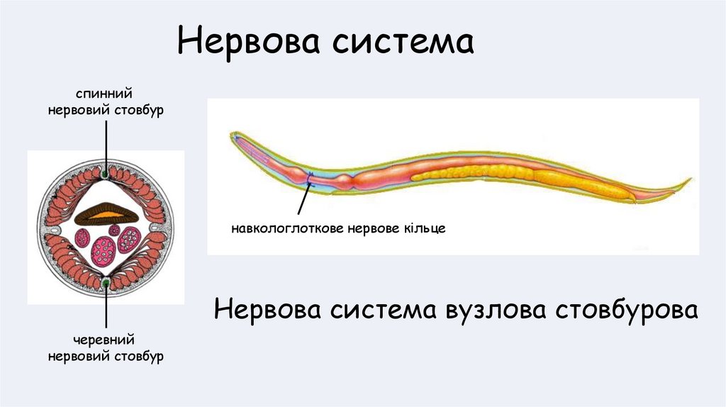 Нервова система