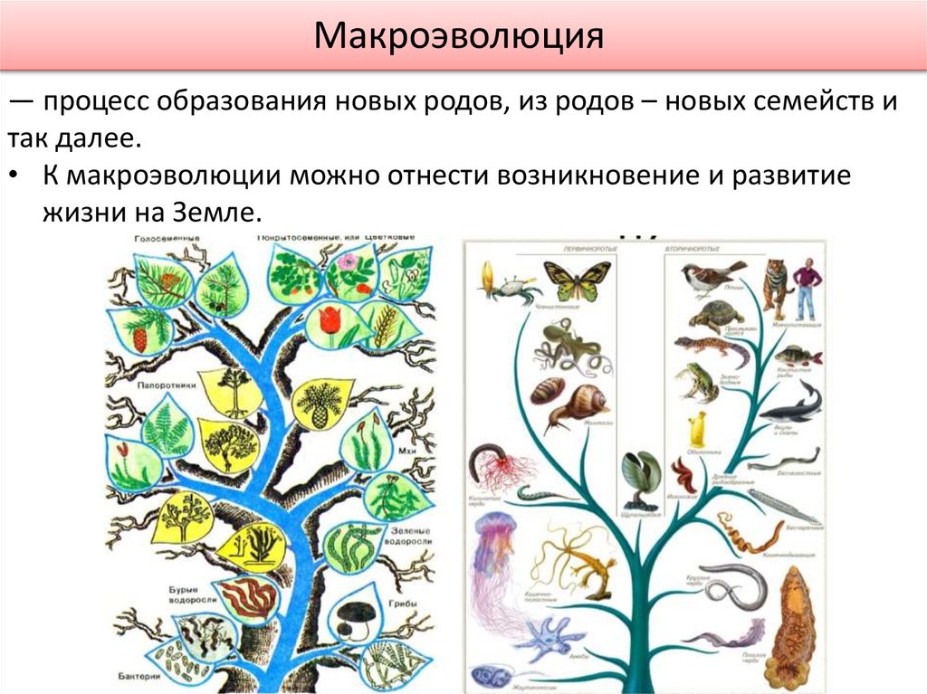 Макроэволюция 