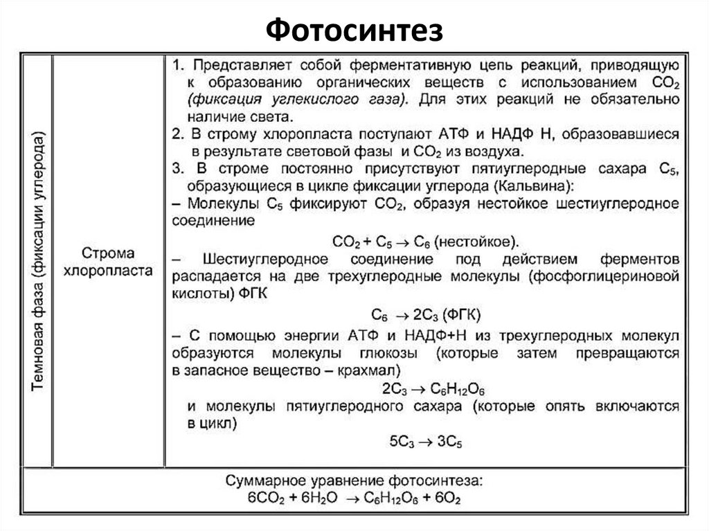 Фотосинтез