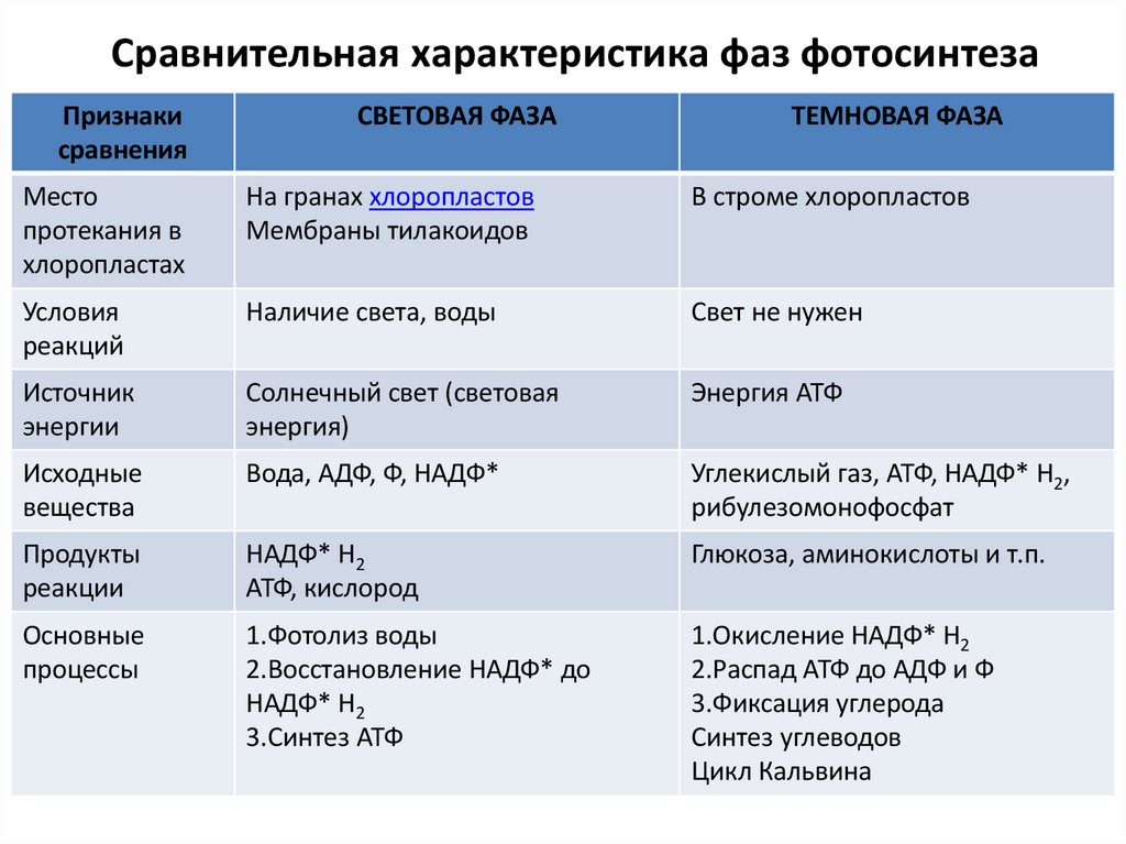 Сравнительная характеристика фаз фотосинтеза