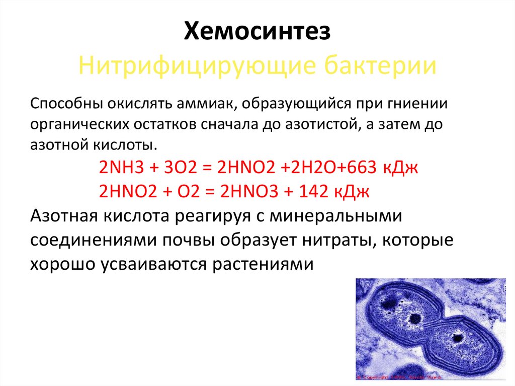 Хемосинтез Нитрифицирующие бактерии