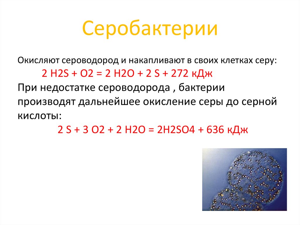 Серобактерии