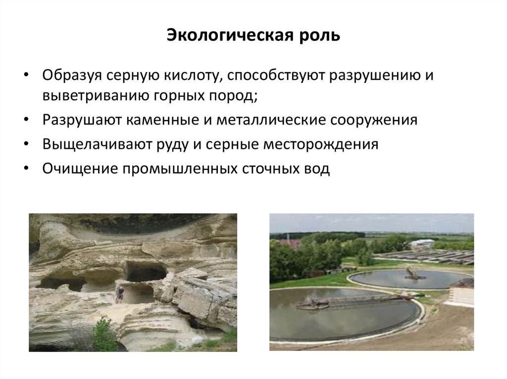 Экологическая роль