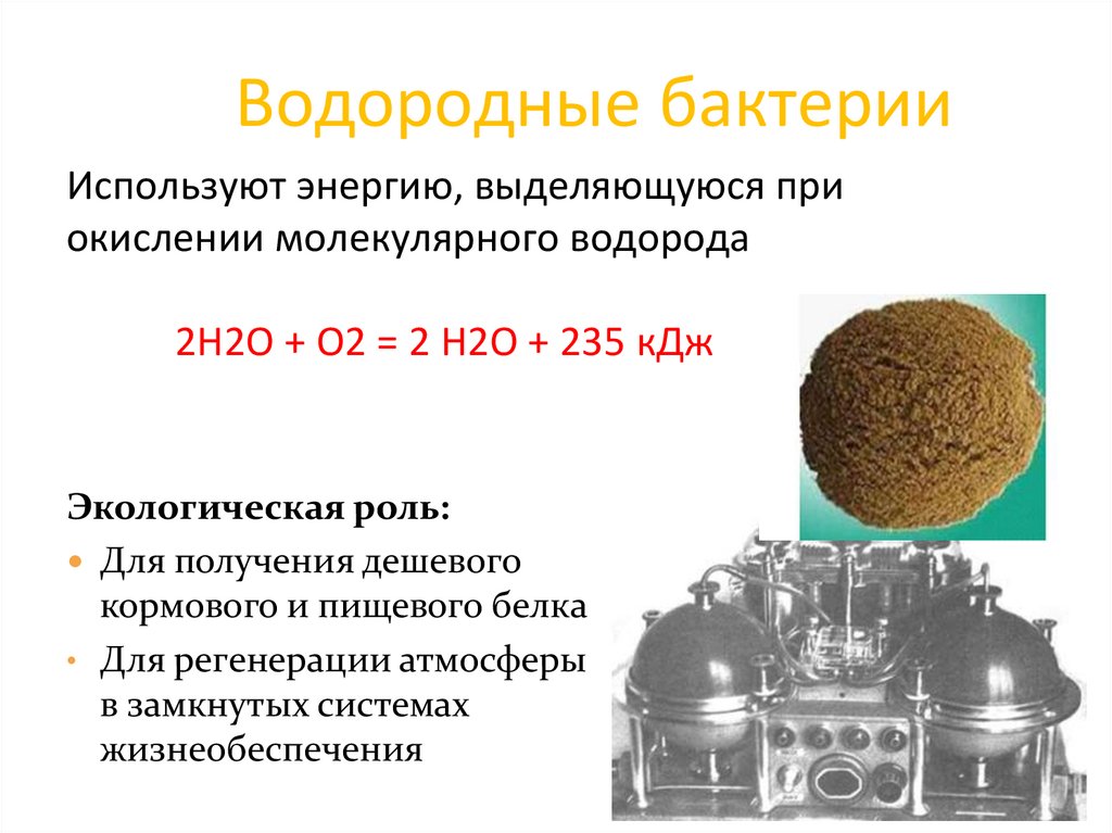 Водородные бактерии