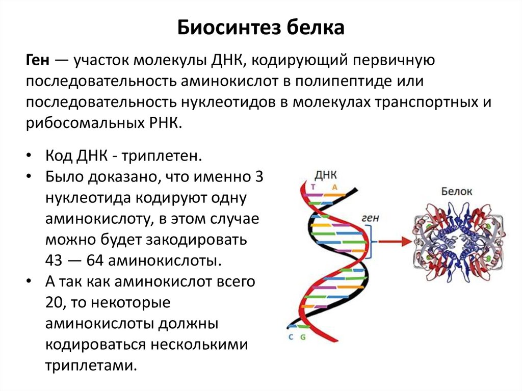 Биосинтез белка