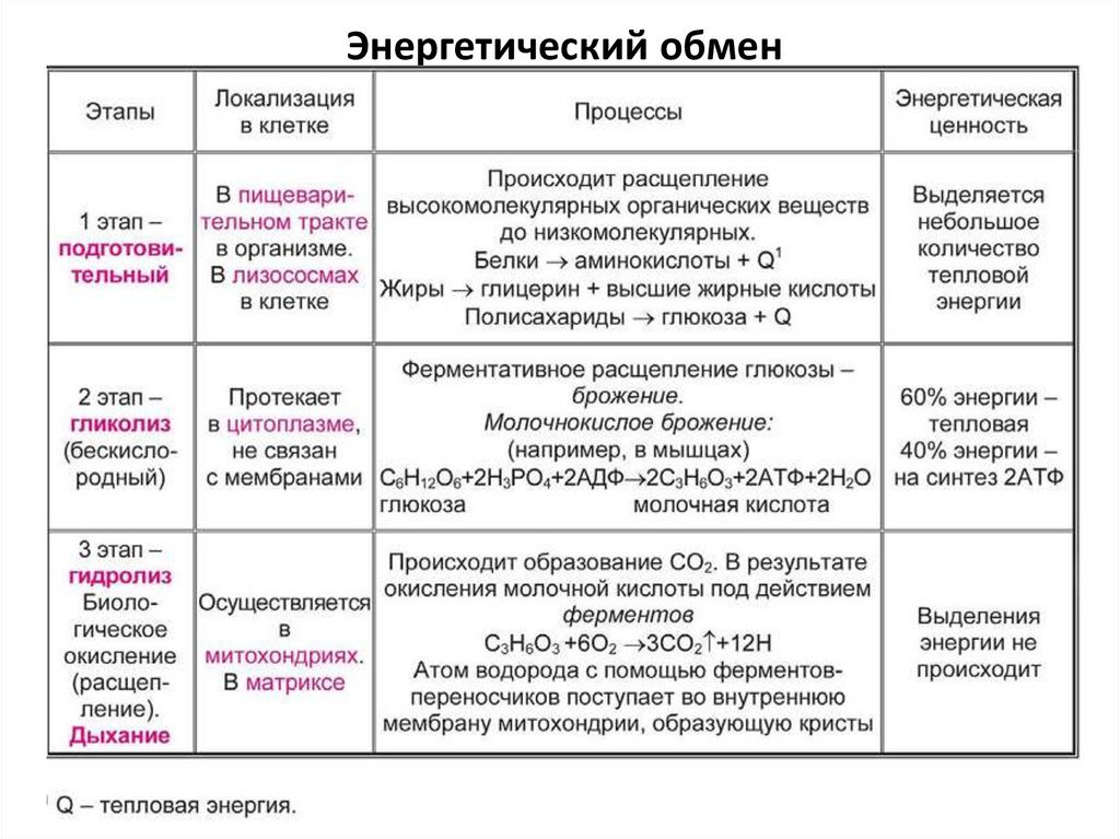 Энергетический обмен