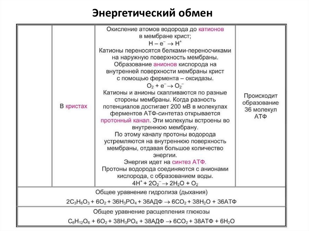 Энергетический обмен