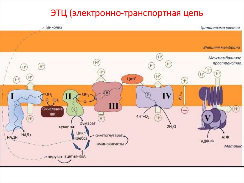 ЭТЦ (электронно-транспортная цепь