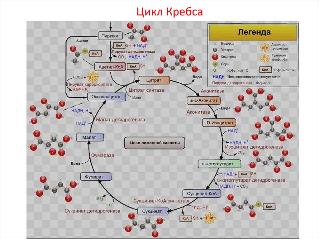 Цикл Кребса