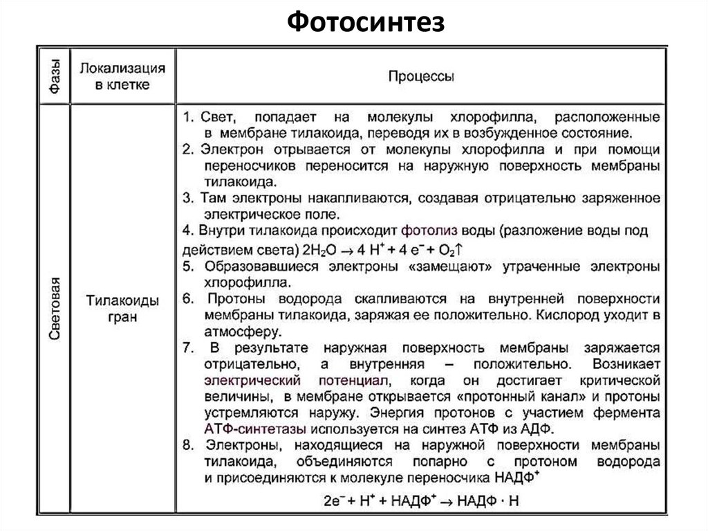 Фотосинтез