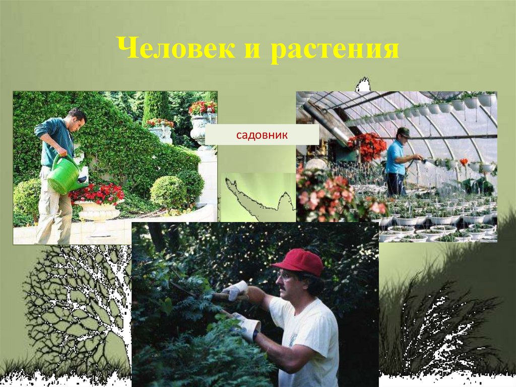 Человек и растения