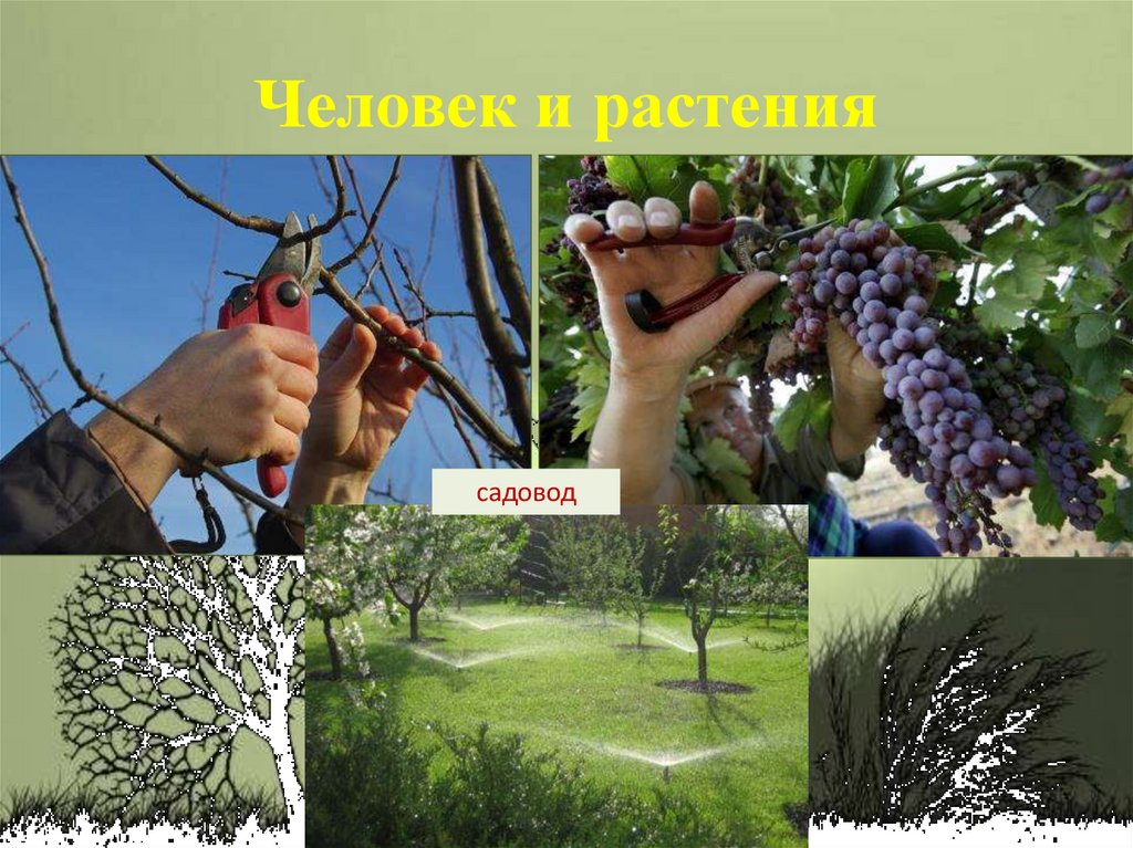 Человек и растения