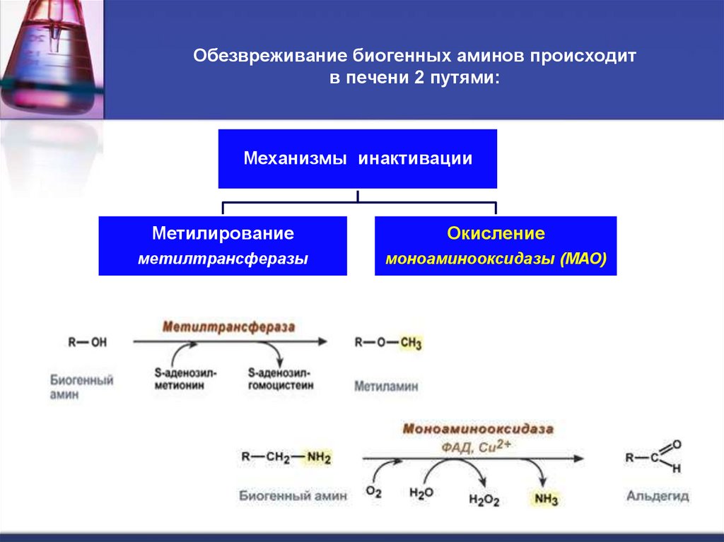 Обезвреживание биогенных аминов происходит в печени 2 путями: