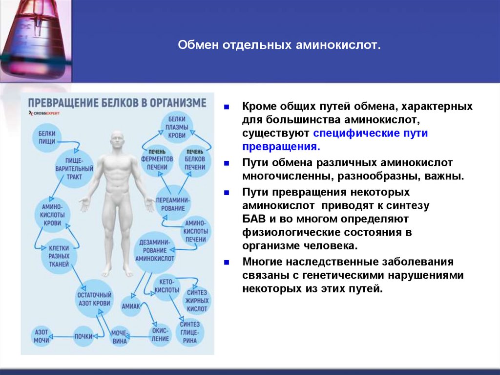 Обмен отдельных аминокислот.