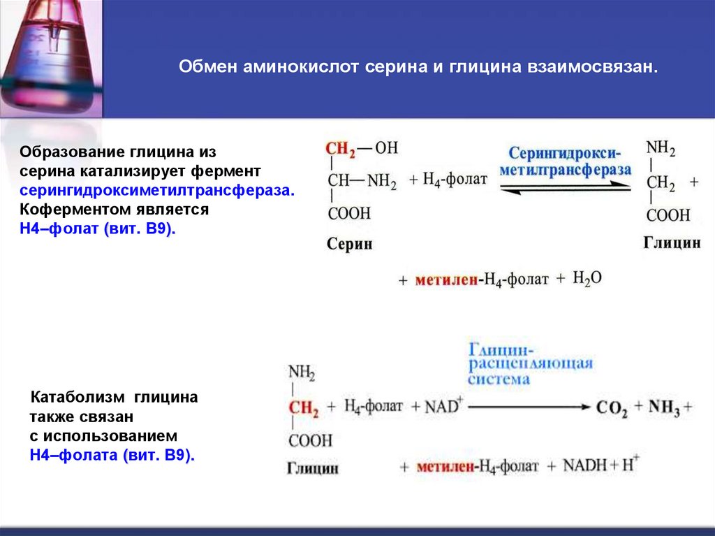 Обмен аминокислот серина и глицина взаимосвязан.