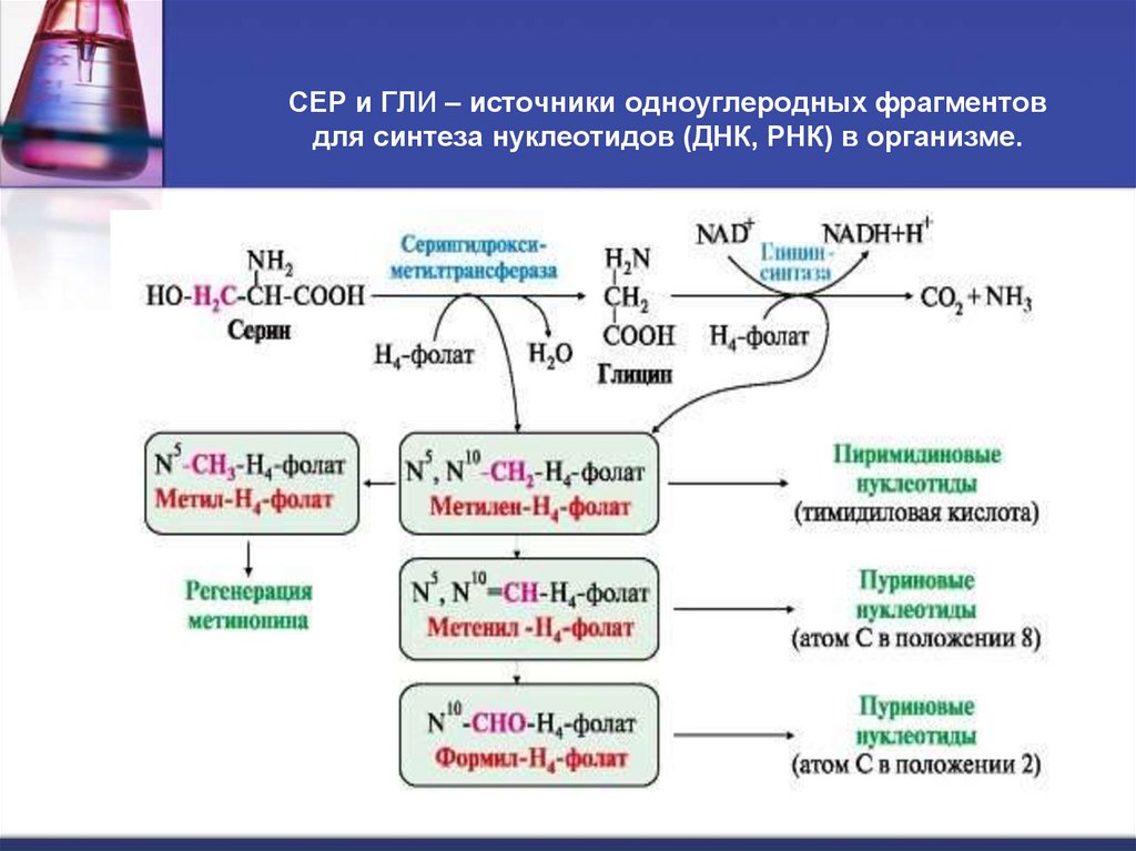 СЕР и ГЛИ – источники одноуглеродных фрагментов для синтеза нуклеотидов (ДНК, РНК) в организме.