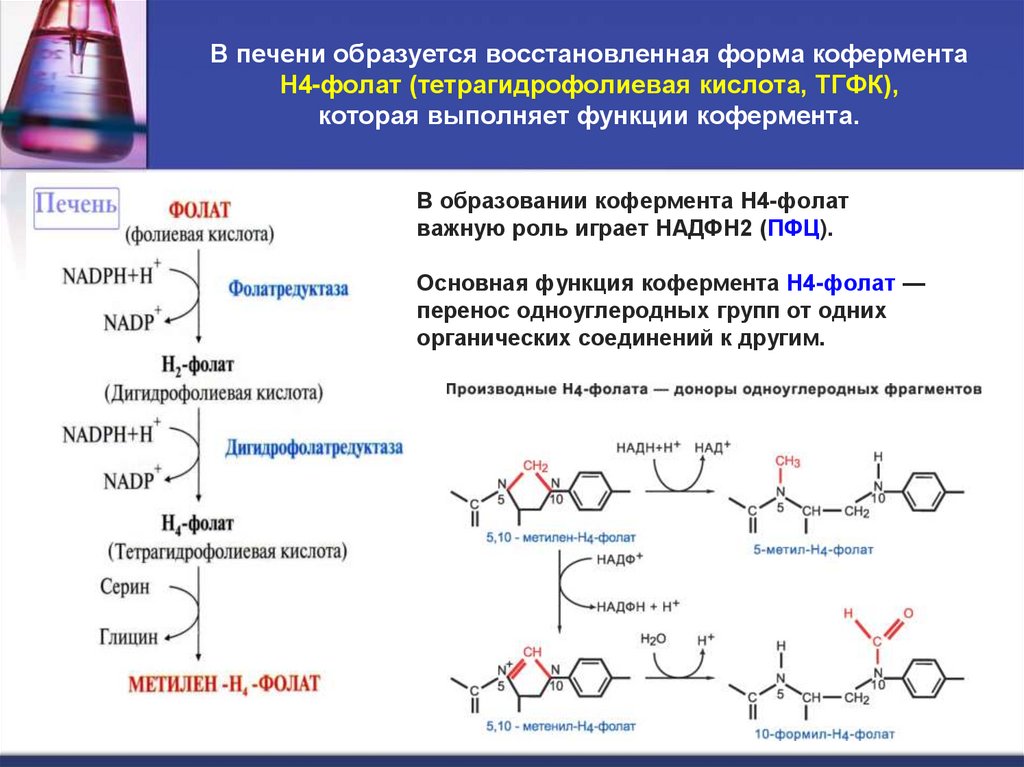 В печени образуется восстановленная форма кофермента Н4-фолат (тетрагидрофолиевая кислота, ТГФК), которая выполняет функции