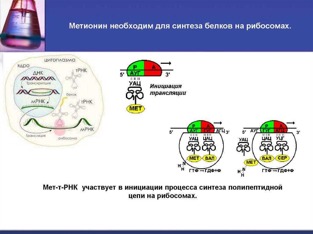 Метионин необходим для синтеза белков на рибосомах.