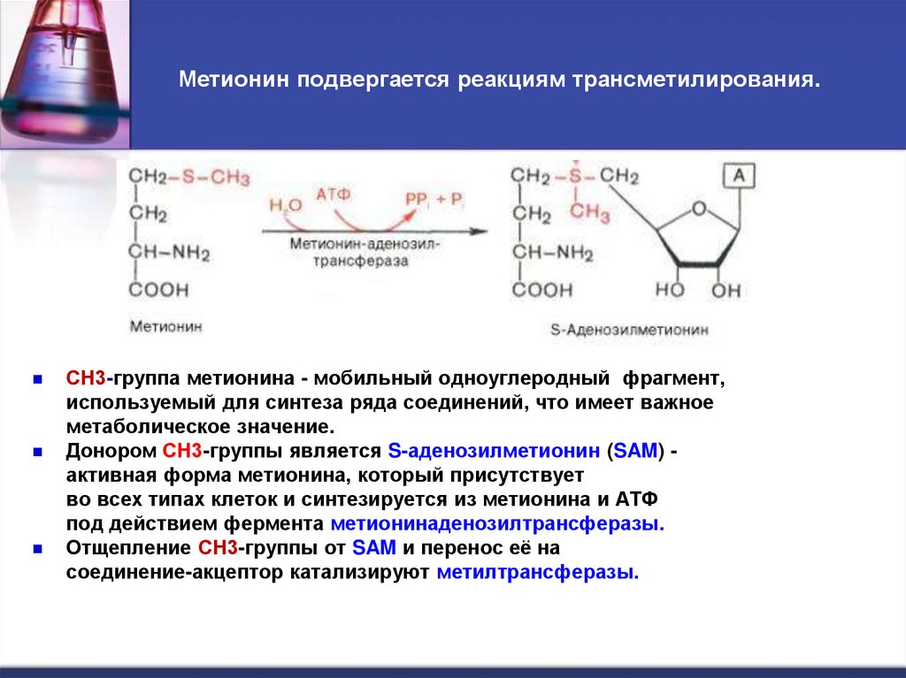 Метионин подвергается реакциям трансметилирования.