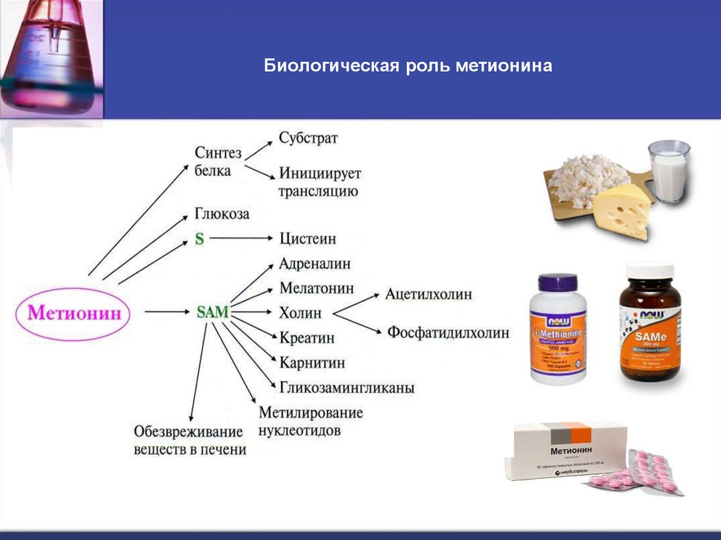 Биологическая роль метионина