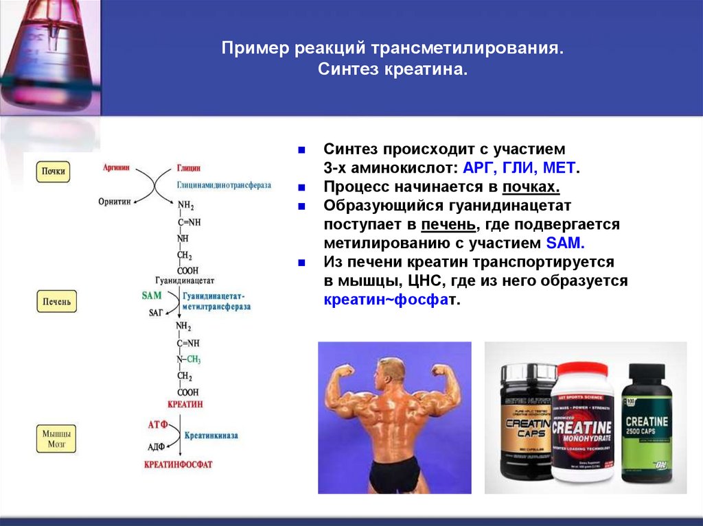 Пример реакций трансметилирования. Синтез креатина.