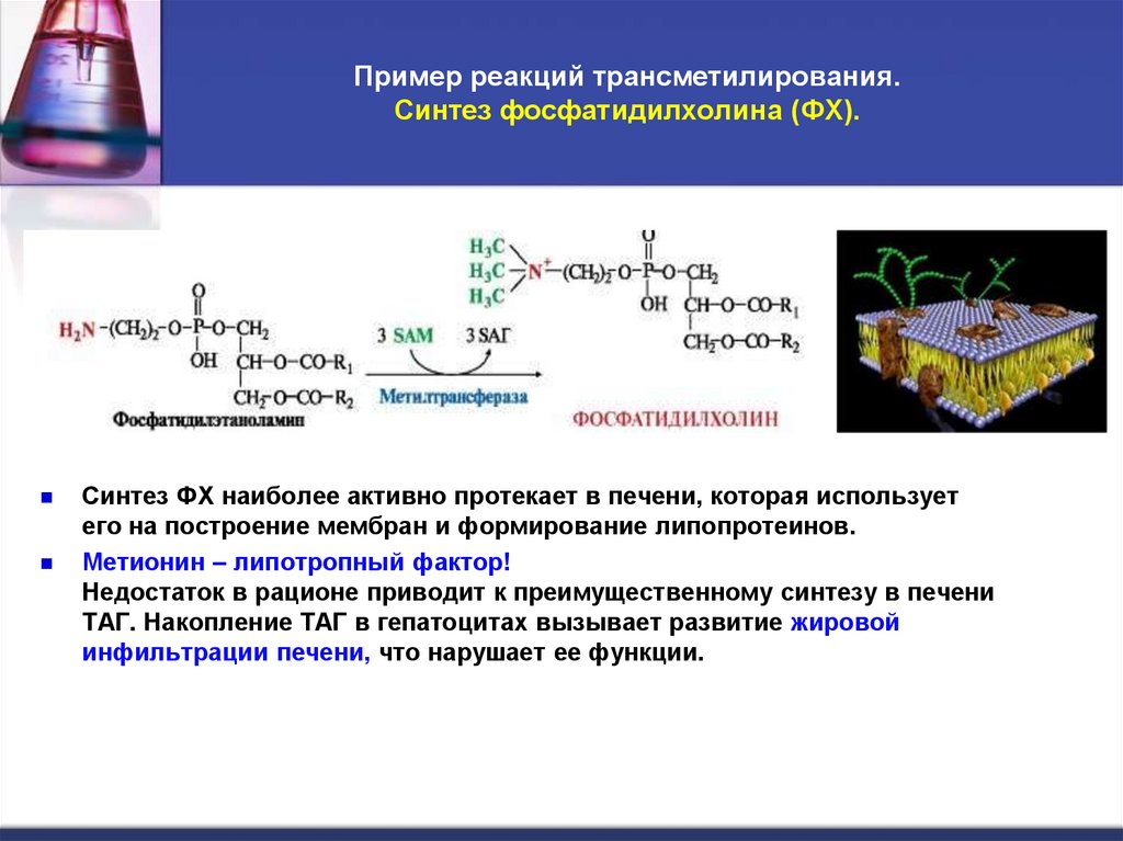 Пример реакций трансметилирования. Синтез фосфатидилхолина (ФХ).