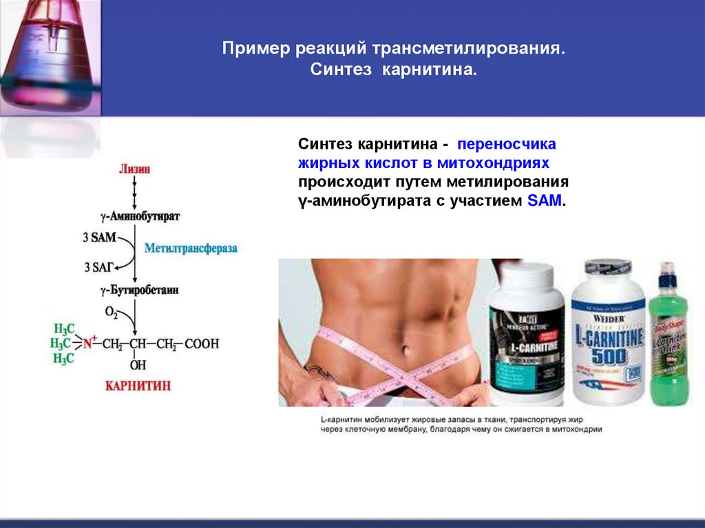 Пример реакций трансметилирования. Синтез карнитина.