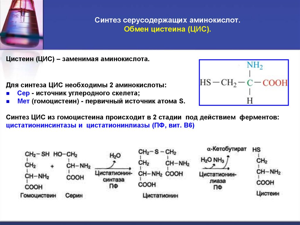 Синтез серусодержащих аминокислот. Обмен цистеина (ЦИС).