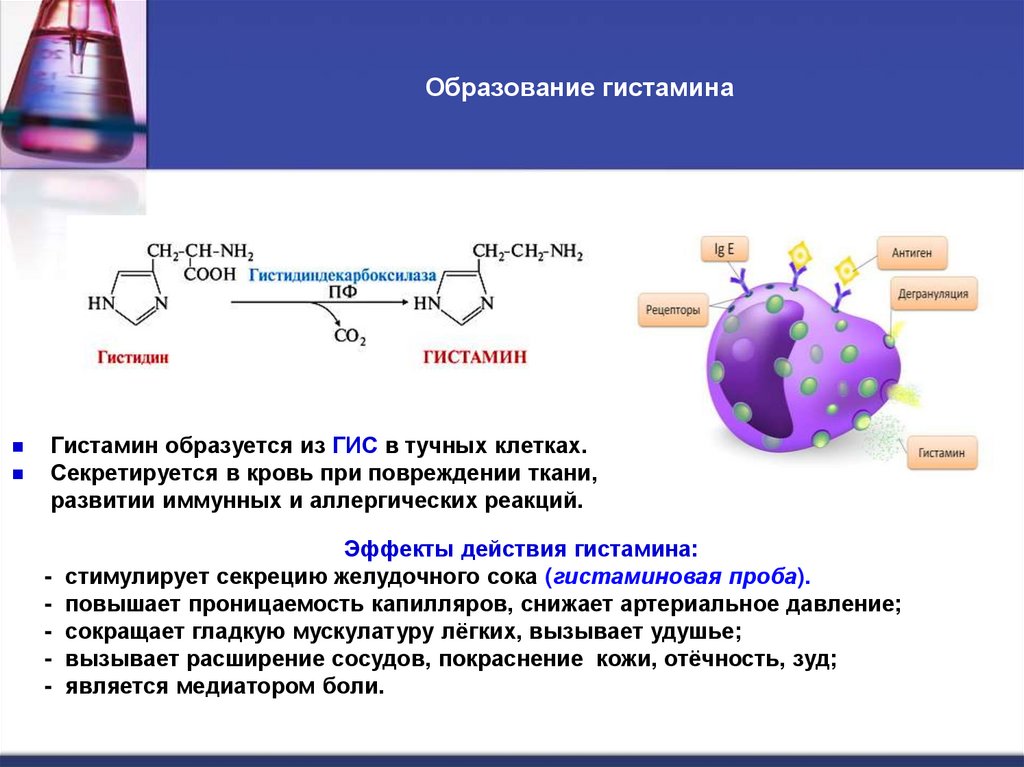 Образование гистамина