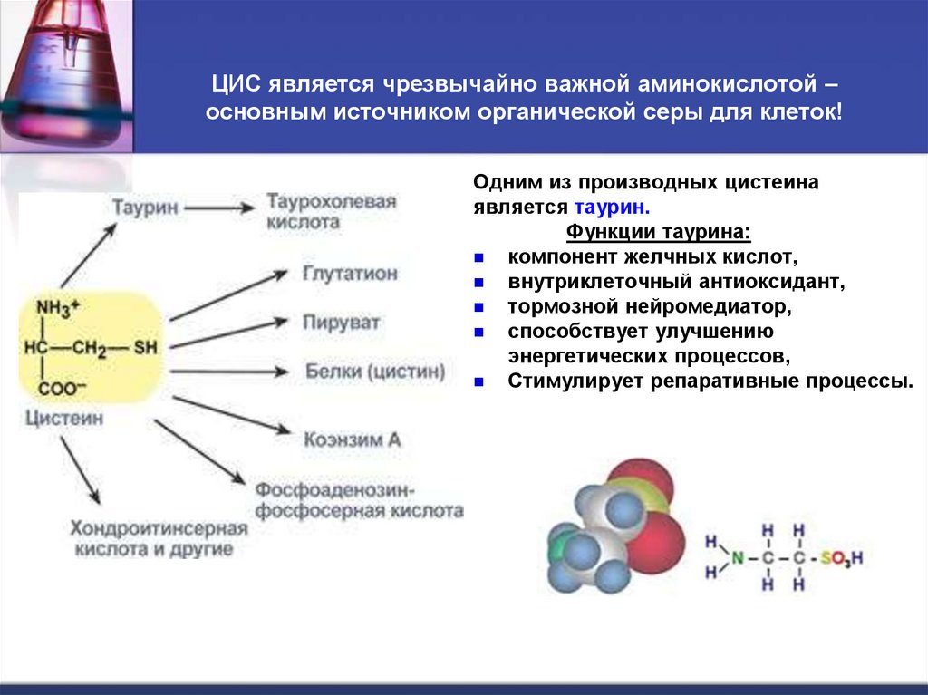 ЦИС является чрезвычайно важной аминокислотой – основным источником органической серы для клеток!
