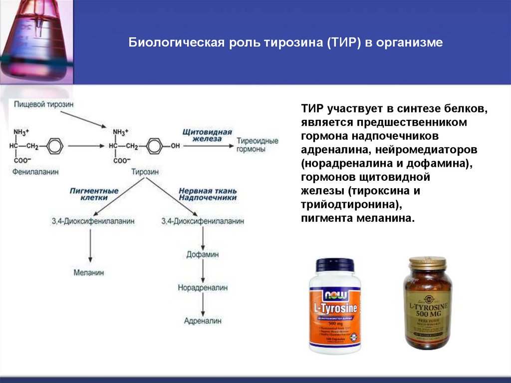 Биологическая роль тирозина (ТИР) в организме