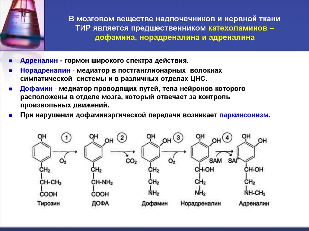 В мозговом веществе надпочечников и нервной ткани ТИР является предшественником катехоламинов – дофамина, норадреналина и