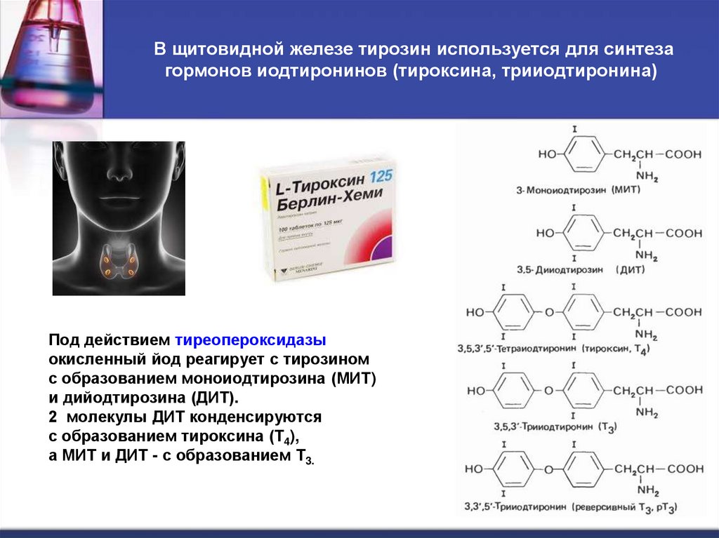 В щитовидной железе тирозин используется для синтеза гормонов иодтиронинов (тироксина, трииодтиронина) 