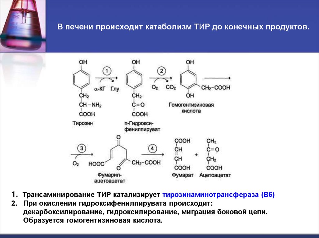 В печени происходит катаболизм ТИР до конечных продуктов.